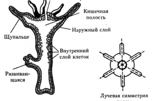 Kraken вход зеркало